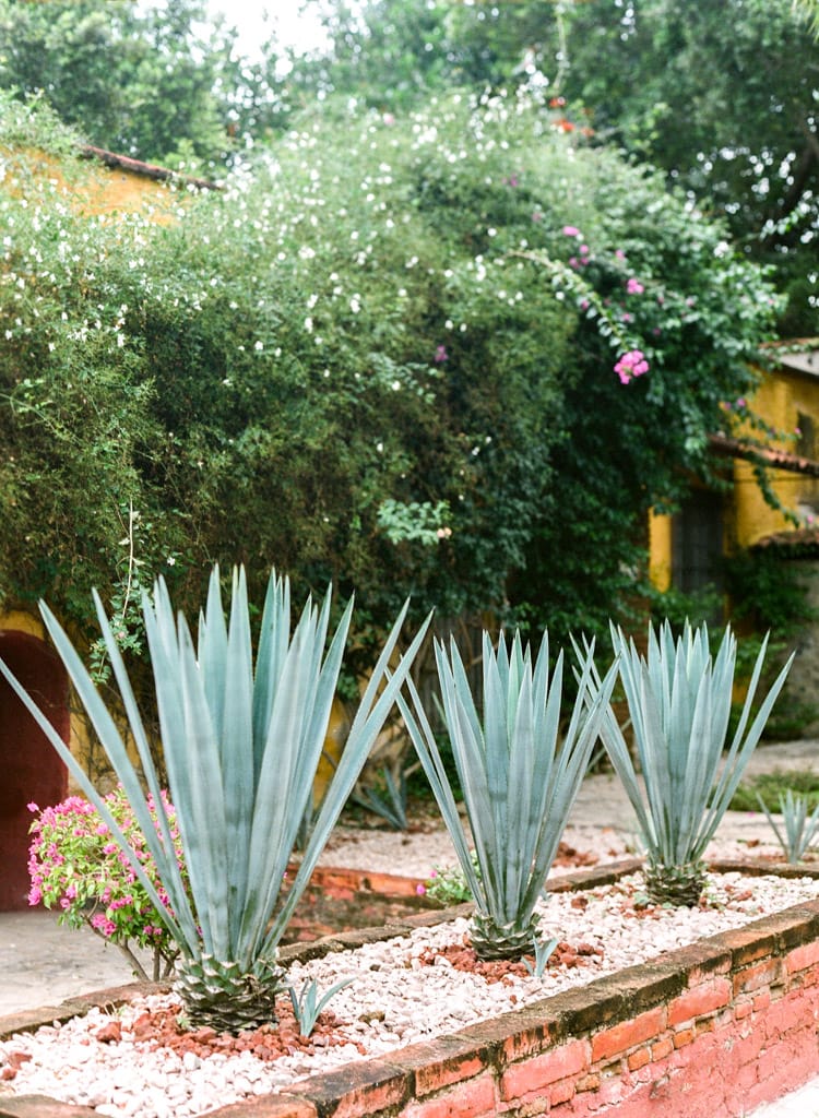 Native Jalisco agave azul