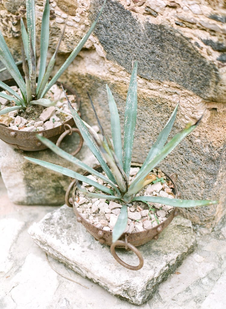 Styled shot of potted plant