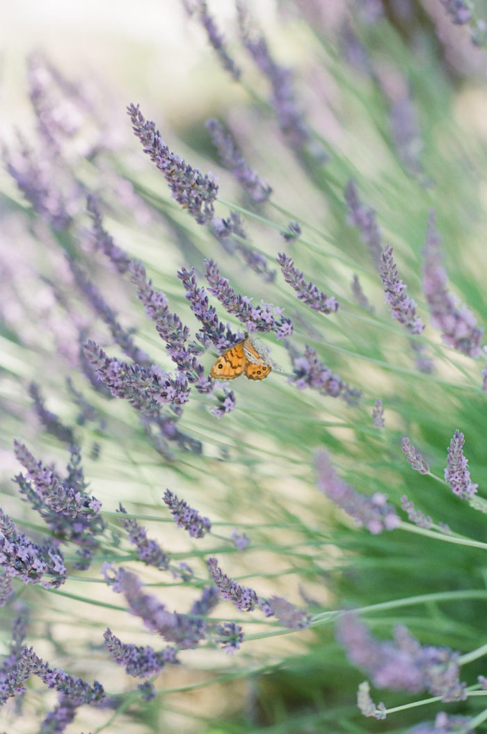Lavender blooms in Provence France