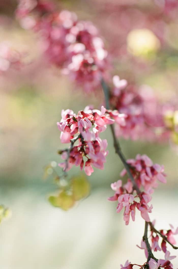 Cherry Blossom Blooms At Glanum Ruins In Provence