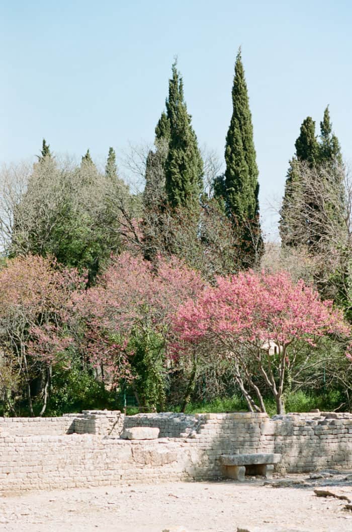 Glanum Ruins with pink cherry blossom trees