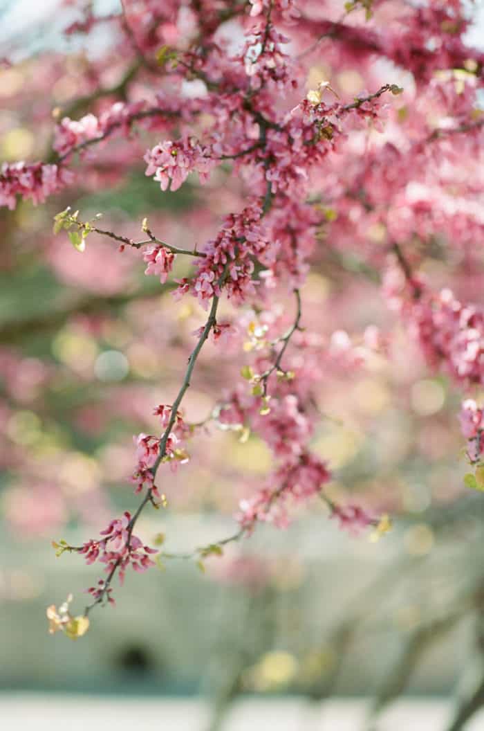 Cherry Blossom Tree At Glanum Ruins