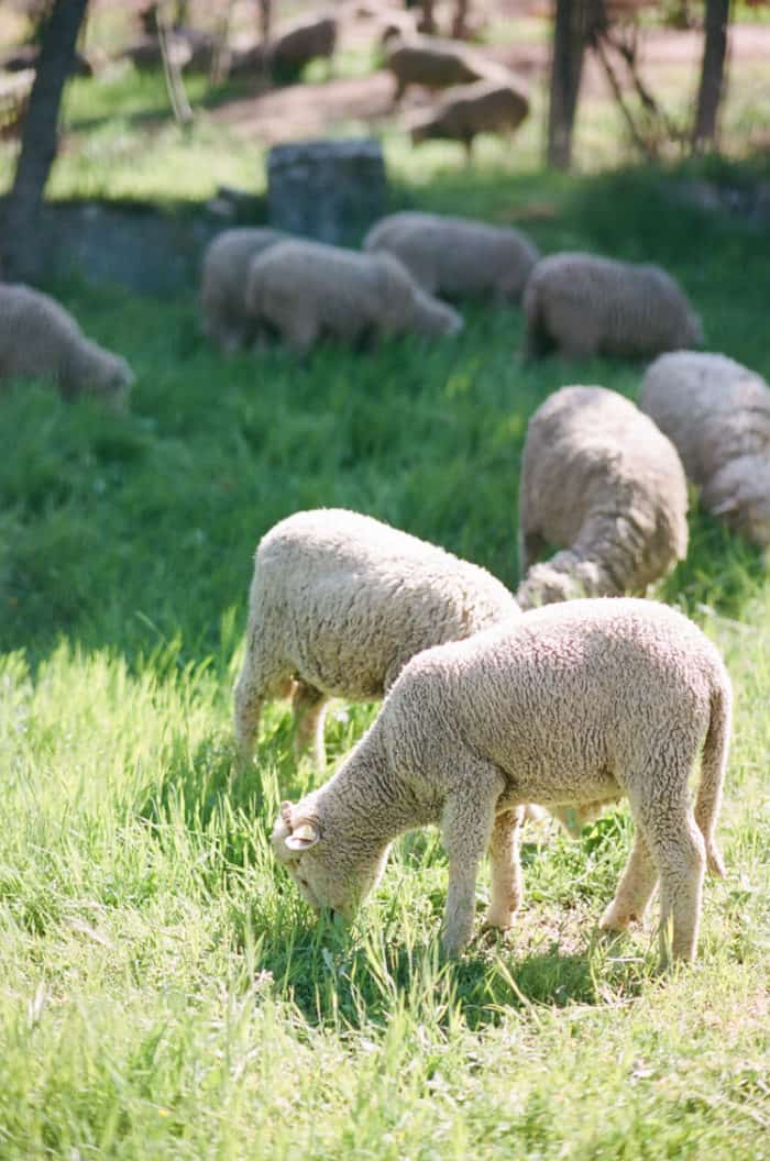 Sheep AT Glanum Ruins