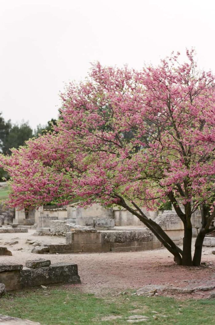 glanum wedding provence 17