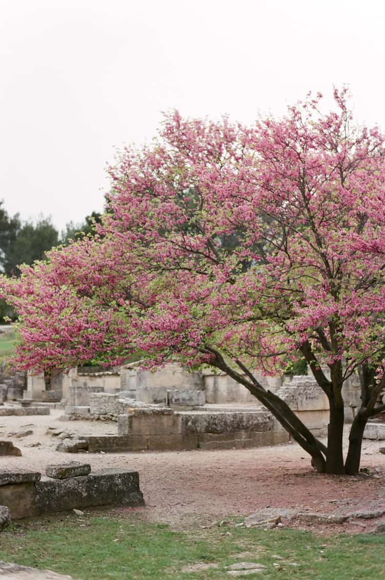 glanum wedding provence 17