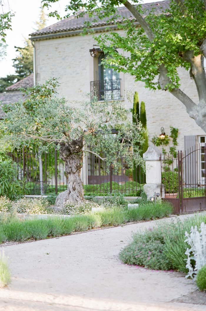 Old olive tree at the private estate Le Clost Saint Esteve with Provencal stone buildings backdrop