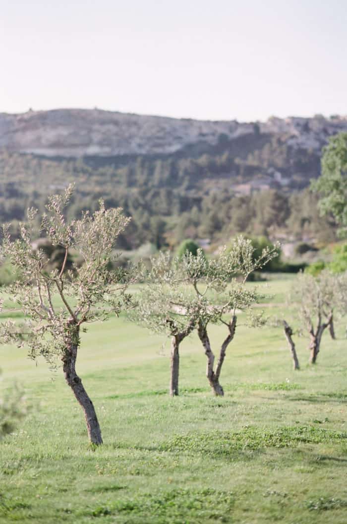 Domaine De Manville olive trees In Provence