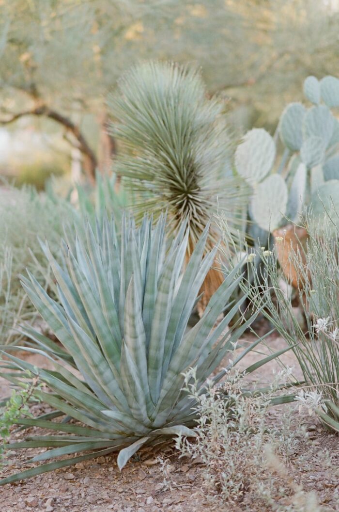 el chorro weddings arizona 6