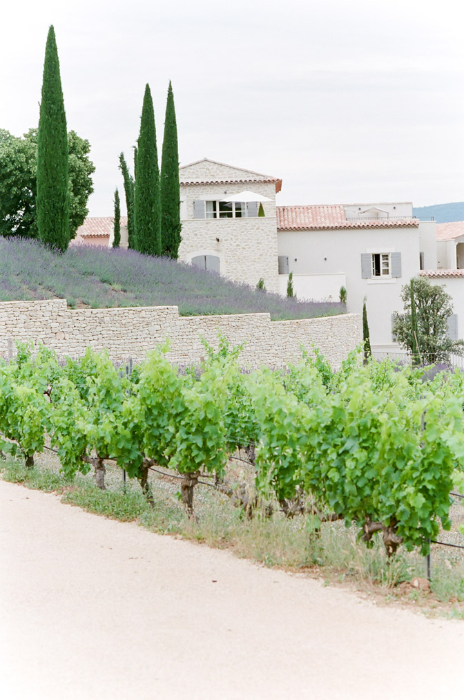 Vineyard and lavender plants at estate