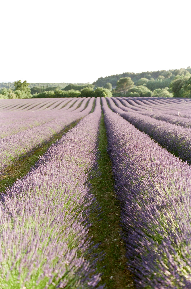 Gorgeous lavender fields in Provence