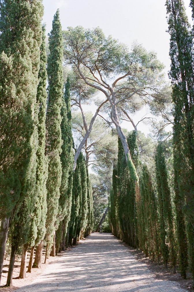 Cypress alleyway at Château Martinay in Provence