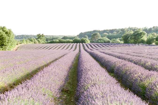 Lavender fields in the Luberon of Provence in France