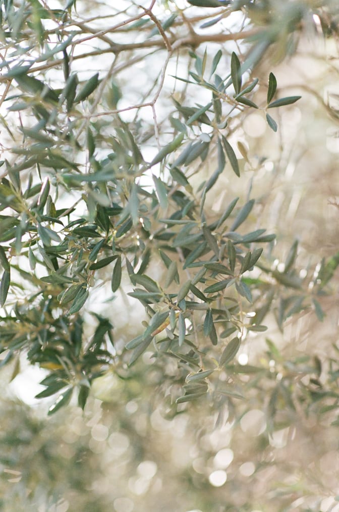 Closeup of olive tree leaves in Provence, France