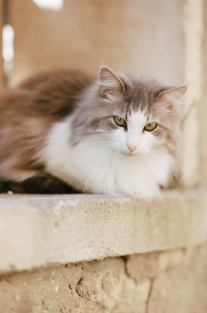 An angora cat sitting at a window in Oppède le Vieux in Provence