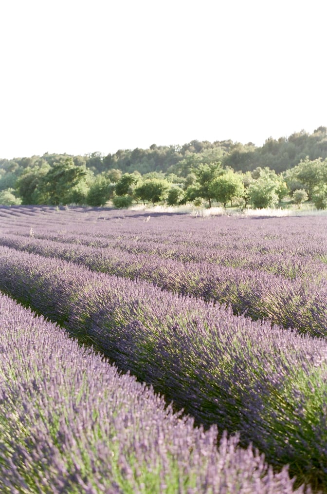 French lavender fields photographed by luxury destination wedding photographer Tamara Gruner