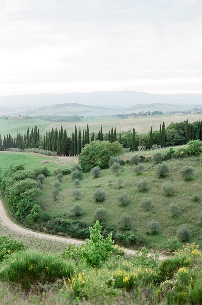 Cypresses aligned in Tuscany, Italy