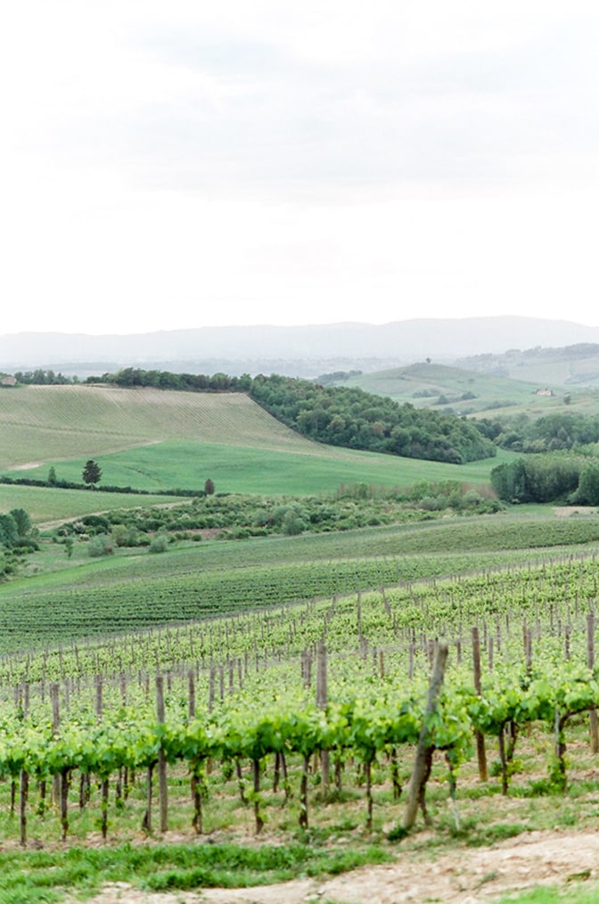 Vineyard in Tuscany, Italy