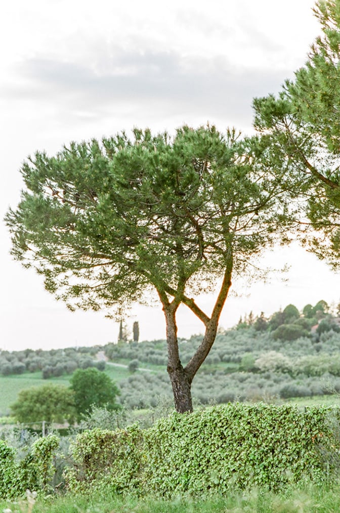 Landscape image of a tree standing in a valley in Tuscany, Italy