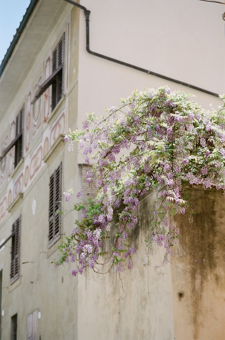 A LUXURY DESTINATION WEDDING PHOTOGRAPHER’S TOUR GUIDE TO FLORENCE depicting wisteria on a yellow-colored building