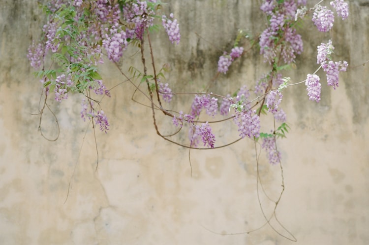 Wisteria growing from a yellow-colored building in the city of Florence Italy