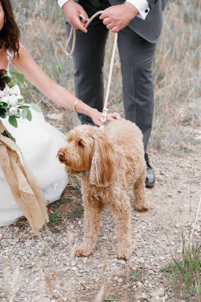 Dog as ring bearer