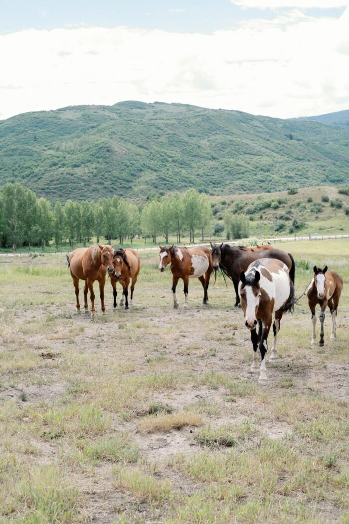 Horses on horse ranch in Aspen