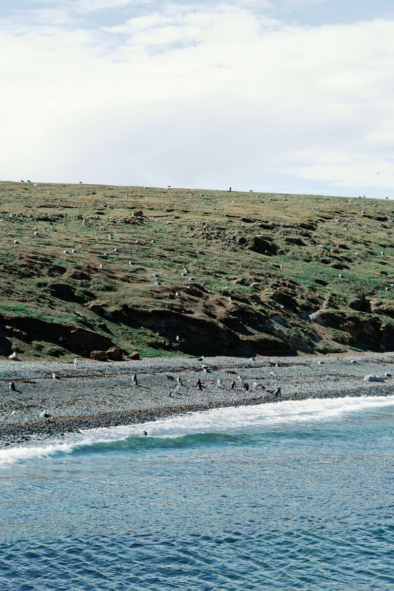 isla magdalena magellan straits chile 30