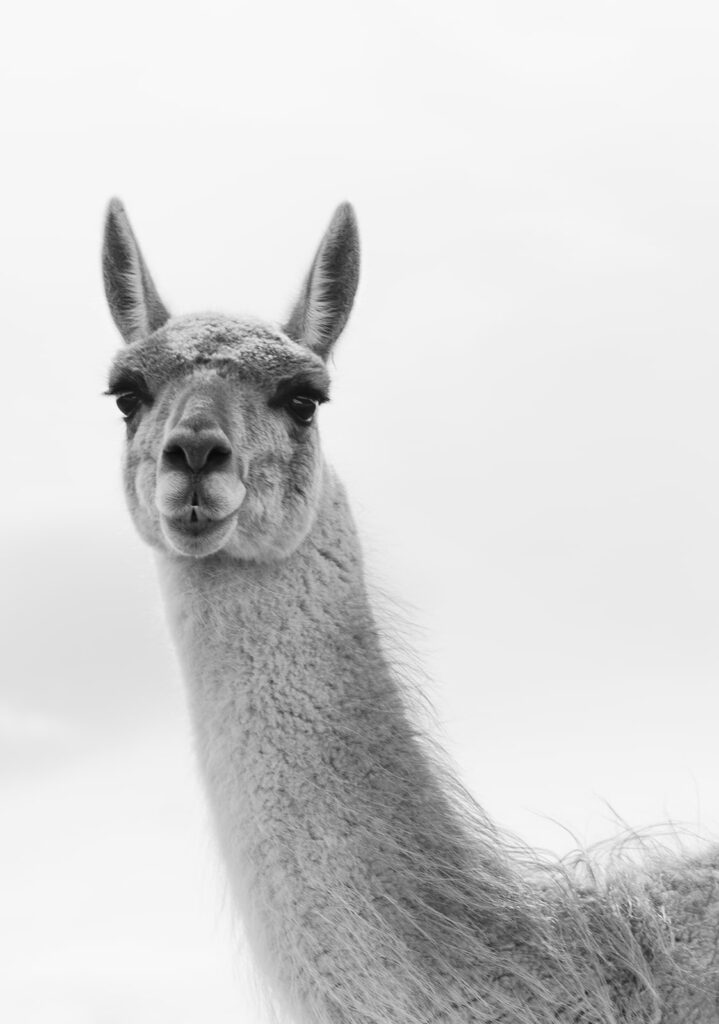 torres del paine patagonia guanaco 3