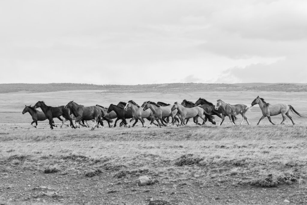Patagonia bw 2